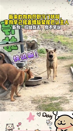 Dog's Big Day: Chairman Offense Confession