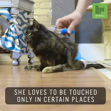3.4M views · 79K reactions | This cat has a diaper. #aww #cat #kitten #cats #animals #reelsvideo | 60 Second Docs Presents | Facebook