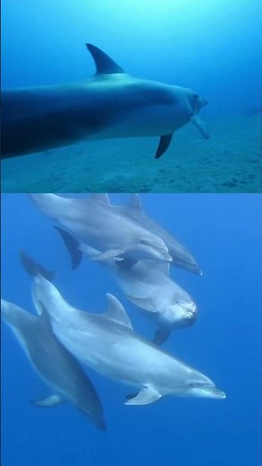 "Dolphins' Secret Superpower: Speed Through the Seas! 🐬💨"