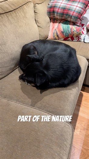 What breed is my dog