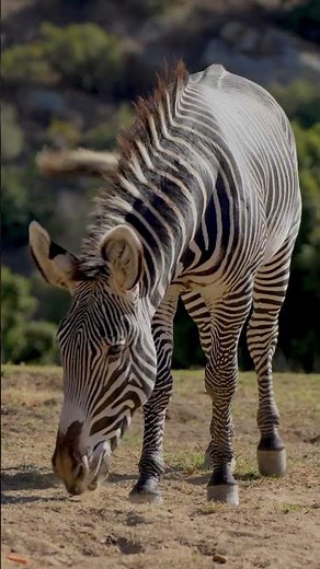 International Zebra Day 🦓