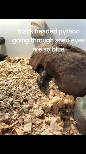 shed time#python #education #snakesoftiktok #pets #snake #blackheadedpython