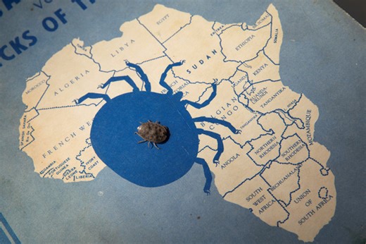 Meet the tick that lives for 27 years and can survive 8 years without eating - The Weather Network