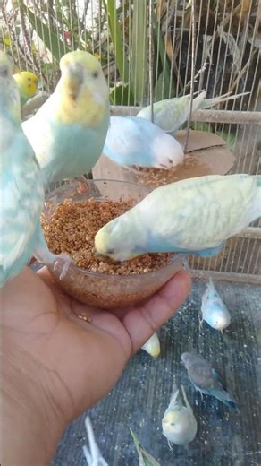 This $20 Setup Made My Budgie Go Viral 📈 #budgie #petsetup