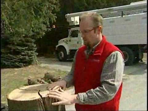 Cabling & Bracing trees as corrective measures