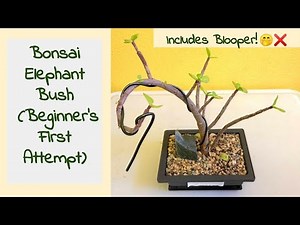 Beginner's First Bonsai Elephant Bush-Portulacaria Afra