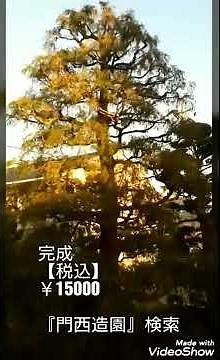 スイリュウヒバの剪定，浜松磐田豊橋の庭師★門西造園