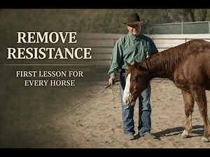 How to Remove Resistance in Horses | The First Lesson for Every Horse