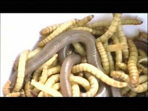 Fear Factor Australia - Sn 1: Ep.2