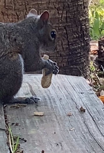 Igor hoping over to grab his treat. He stayed on the bench with me so I got an extra shot of him munching on his peanut. #igorthesquirrel #squirrel #peanut #wildanimal #rescuerehabrelease