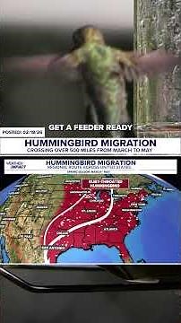 Seasonal pulse: the Spring migration of hummingbirds