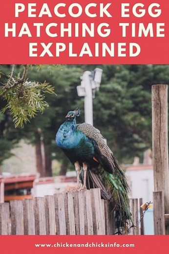 Peacock Egg Hatching Time (Incubation Period Explained) - Chicken & Chicks Info