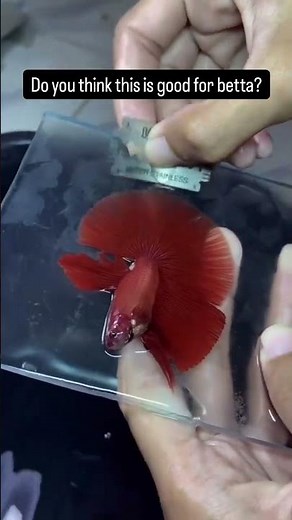 ❤Beautiful Betta Fish🥀 | Colorful Fighting Fish Care &💗 Tank Setup😱#viralvideo #youtuber #fishshorts