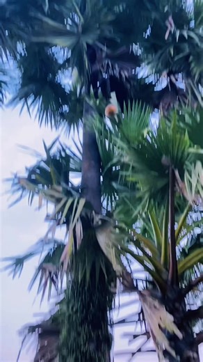 WRR on TikTok