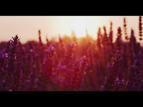 Flowers Lavender Free Background Videos, No Copyright Background | All Background Video