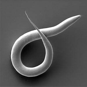 Animal Sex: How Worms Do It