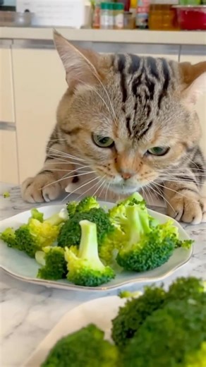 Cute Cats That Surprisingly Love Broccoli 🥦😸