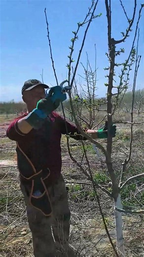 Easy Tree Pruning for Beginners 🌱 Step by Step#PruningTree #TreePruning #Pruning #TreeCare #shorts