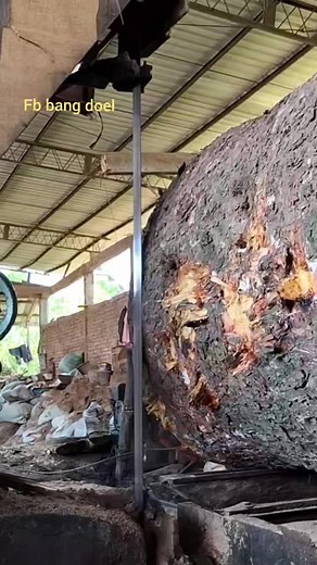 Milling a Big Pin Oak on the Sawmill