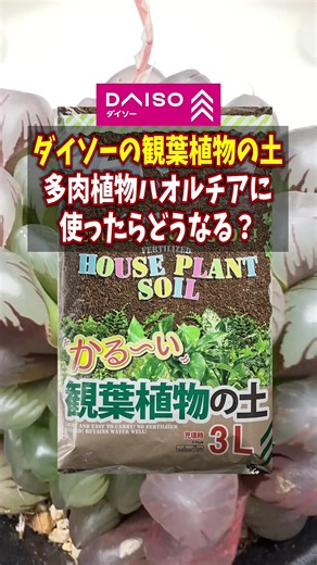 ダイソーでハオルチアに最適な土を選ぶ方法