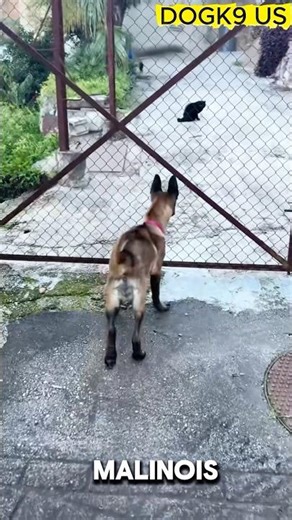 K9 Basics: Sit & Stay Command #dog #k9 #belgianmalinois