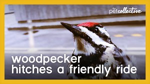 Woodpecker Hitches a Ride - 1Funny.com