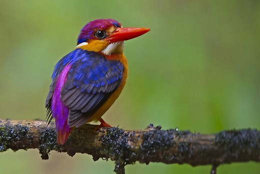 Discover 25 Incredible Birds That Start With K