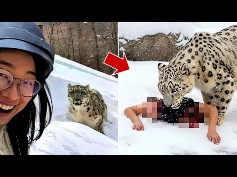 Snow Leopard Attack in China: What Really Happened? | Shocking Incident Explained