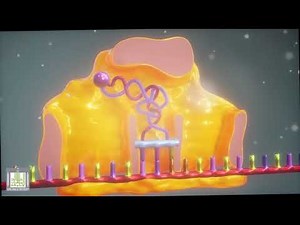 الشفرة الوراثية - ترجمة ال mRNA