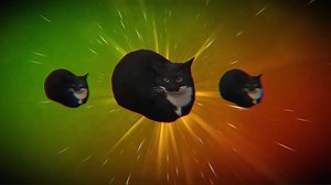 Maxwell The Cat Wallpaper