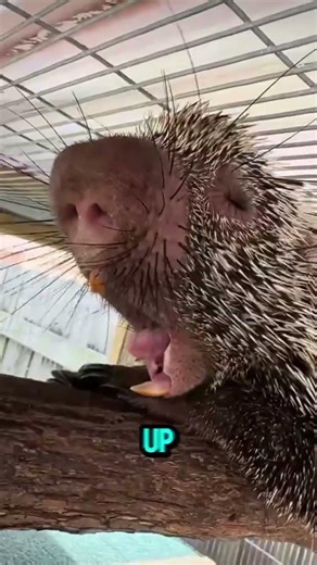 You Won’t Believe These Cute Porcupine Facts! 🦔💥 #Porcupine #AnimalFacts