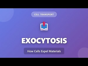 Exocytosis Explained: How Cells Expel Materials | Cell Transport