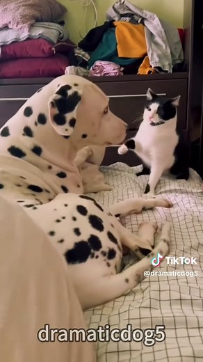 Dogs that are afraid of cats.🤣#funnydog #pet #dogvideos #usa🇺🇸 #dog | Funny Dog Video