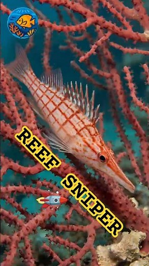 The Sniper of the Reef | Longnose Hawkfish 🐟
