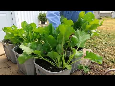 growing collards in containers