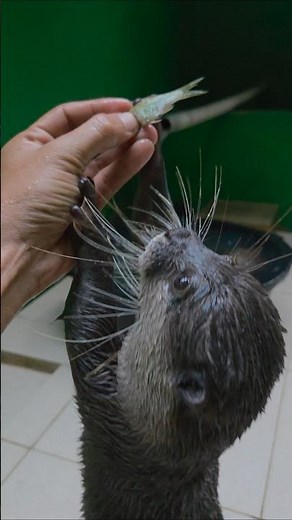 Berikan ikan itu padaku ll Give me the fish #siboni #sibona #otter #animals