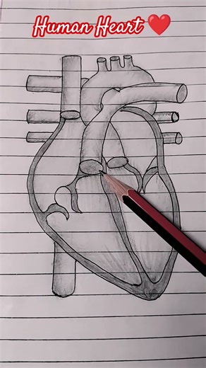 Structure of human heart ❤️