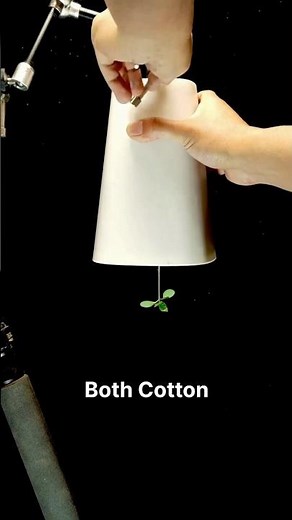 Which Way Does a Plant Grow When Light Comes from Below?