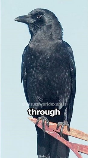 Black Beauties | Unveiling the Differences Between Ravens and Crows
