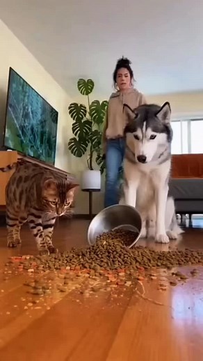 2.1K reactions · 112 shares |  El gato no pidió comida… pero pidió respeto. Llegó, miró al husky… y VOLTEÓ el plato como si fuera su casa. El husky ni protestó, aceptó la derrota en silencio 藍 ¿Quién manda realmente aquí: el tigre chiquito o el lobo doméstico? #GatoRebelde #HuskyFails #EpicMoment #ReelDivertido #FunnyAnimals #CatBoss #DogLife #Mascotas #HumorAnimal | Milagros Colon | Facebook
