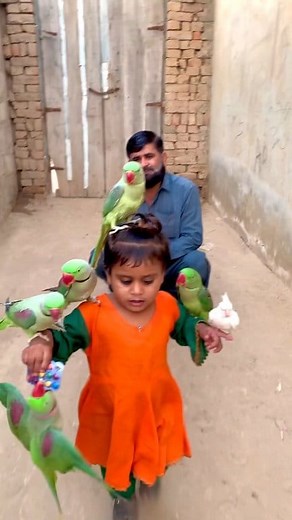 cute baby fun #parrot #cute | parrot shorts