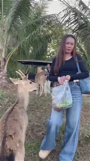 #zoo #animalkingdom #animallife #animals #laos