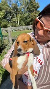 Le chihuahua Brown a choisi la BoBette Francette ! A 12 ans ce mâle qui n'aime pas les mâles a choisi de vivre avec cette beagle de laboratoire âgée d'1 an. Il sera son "grand-frère" comme disent ses adoptants, mais il ne sera pas le plus grand en taille. Même si certains beagles issus de l'expérimentation animale ont tendance à être riquiquis, quand on est un chihuahua, on n'a pas trop le choix. C'est Brown qui a choisi mais c'est Jorge qui a eu envie de venir à La Maison des Beagles Libres apr