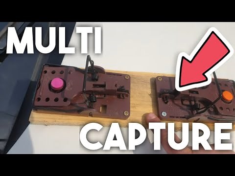 How to catch multiple rats with one trap?