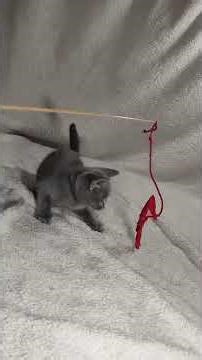 Logan Russian Blue Blue Male
