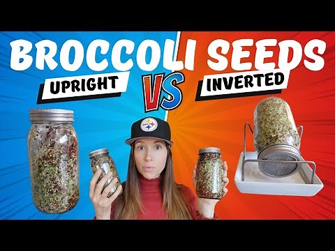 BROCCOLI SEED SPROUTING JAR // the BEST method!