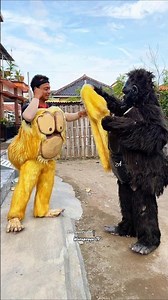Cara Memakai Kostum King Kong #gorilla #monkey #monyet