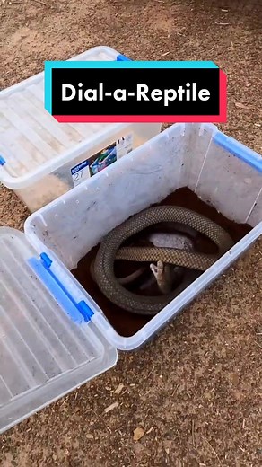 #snake #lizard #frog #reptile #wildlife @wicked_wildlife