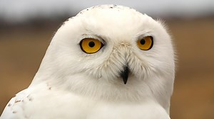 Saving Snowy Owls from Airplanes