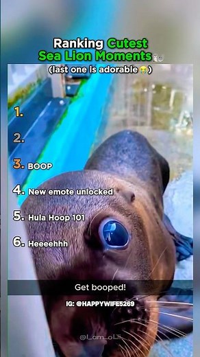 Ranking the Cutest Sea Lion Moments